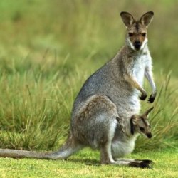 kangguru (kanguru)