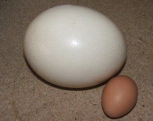 telur burung unta