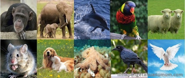 10 Binatang Terpintar di Dunia