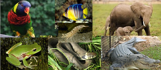 Berdasarkan sebutkan penggolongan jenisnya vertebrata hewan Klasifikasi Makhluk