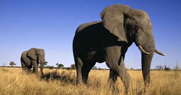 Gajah Afrika (African Elephant)