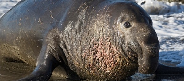 Gajah Laut (Elephant Seal)