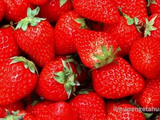 Kandungan Gizi buah Stroberi (Strawberry) dan Manfaat Stroberi bagi kesehatan