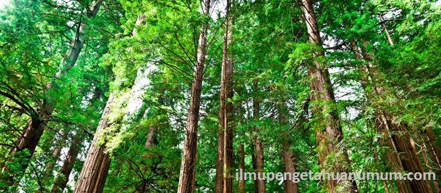 10 Negara yang memiliki kawasan hutan terbesar di Dunia