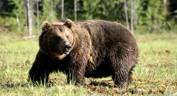 Beruang Cokelat (Brown Bear)