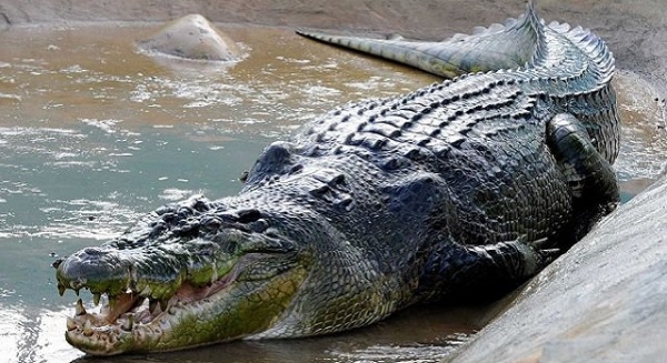 Buaya Muara (Saltwater Crocodile)