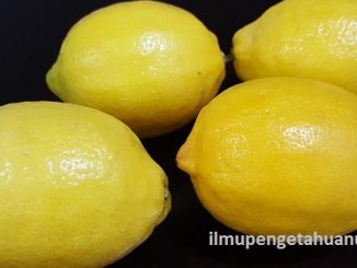 Kandungan Gizi Jeruk Lemon dan Manfaat Jeruk Lemon bagi Kesehatan