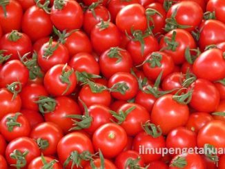 Kandungan Gizi Tomat dan Manfaat Tomat bagi Kesehatan