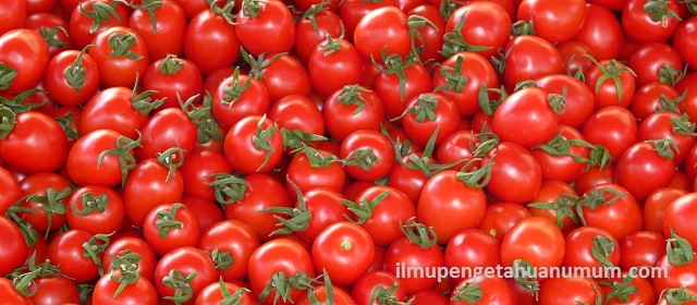 Kandungan Gizi Tomat dan Manfaat Tomat bagi Kesehatan