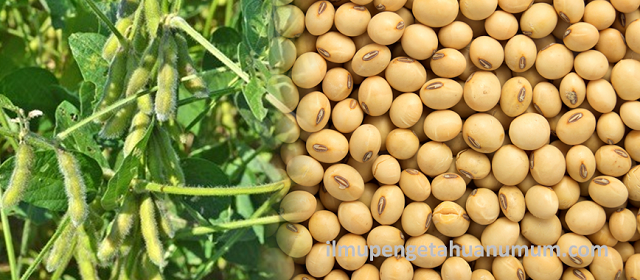 Kandungan Nutrisi Kacang Kedelai dan manfaatnya bagi kesehatan