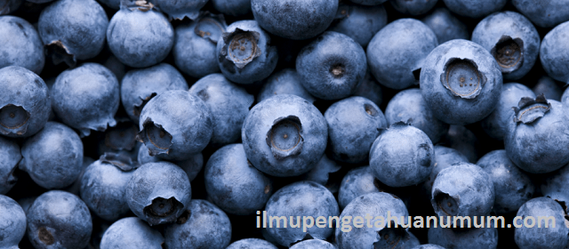 Kandungan Gizi Buah Blueberry dan Manfaat Buah Blueberry bagi Kesehatan