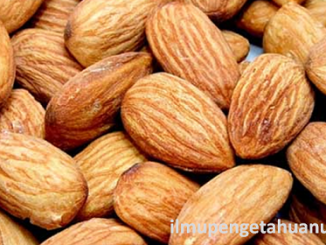 Kandungan Gizi Kacang Almond dan Manfaat Kacang Almond bagi Kesehatan