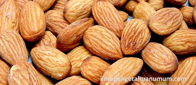 Kandungan Gizi Kacang Almond dan Manfaat Kacang Almond bagi Kesehatan