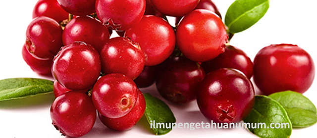 Manfaat Cranberry (Kranberi) dan Kandungan Gizi / Nutrisi Cranberry