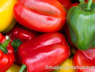 Manfaat Paprika (Bell Pepper) dan Kandungan Gizi Paprika