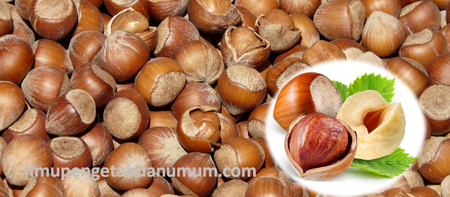 Kandungan Gizi Kacang Hazelnut dan Manfaat Kacang Hazelnut bagi Kesehatan