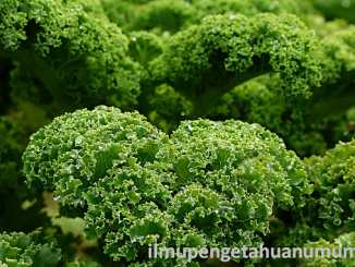 Kandungan Gizi Sayur Kale dan Manfaatnya bagi Kesehatan