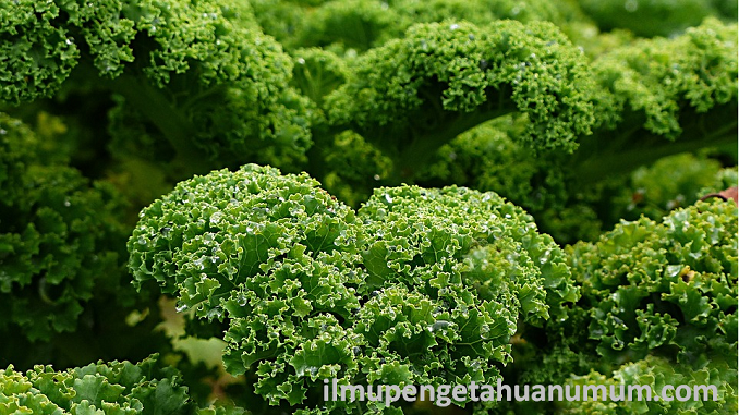 Kandungan Gizi Sayur Kale dan Manfaatnya bagi Kesehatan