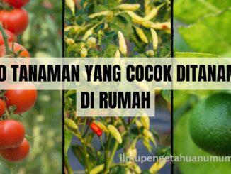 10 Tanaman yang cocok ditanam Di rumah