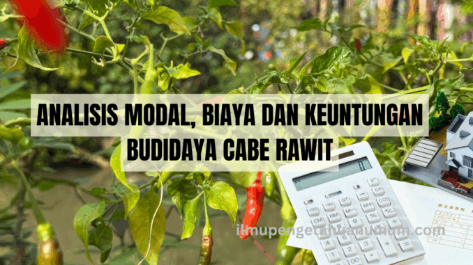 Analisis Modal, Biaya, dan Keuntungan Budidaya Cabe Rawit Skala Rumahan