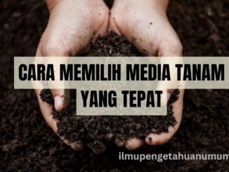 cara MEMILIH MEDIA TANAM YANG tepat