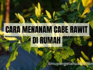 CARA MENANAM CABE RAWIT DI RUMAH - PANDUAN PRAKTIS UNTUK PEMULA