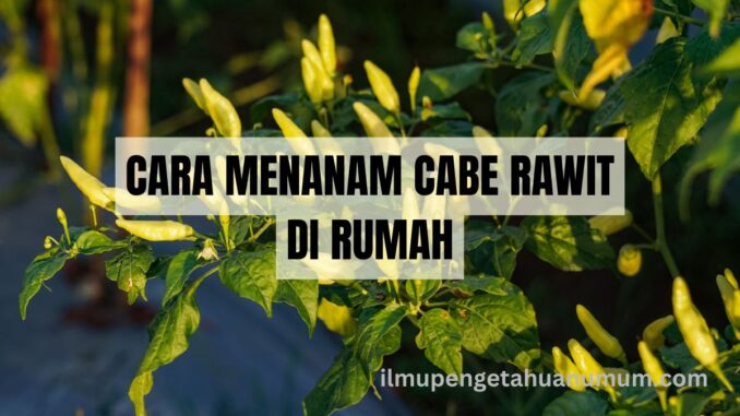 CARA MENANAM CABE RAWIT DI RUMAH - PANDUAN PRAKTIS UNTUK PEMULA