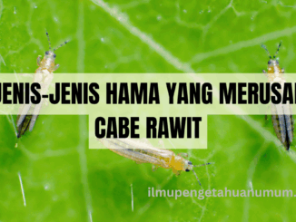 Jenis-jenis Hama yang merusak cabe rawit