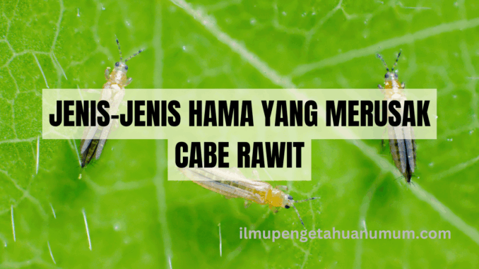 Jenis-jenis Hama yang merusak cabe rawit