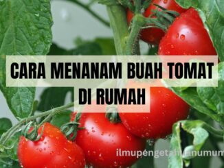 cara menanam buah tomat Di rumah