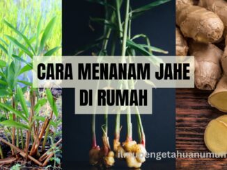 cara menanam jahe di rumah