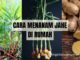 cara menanam jahe di rumah