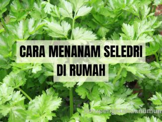 cara menanam seledri Di rumah