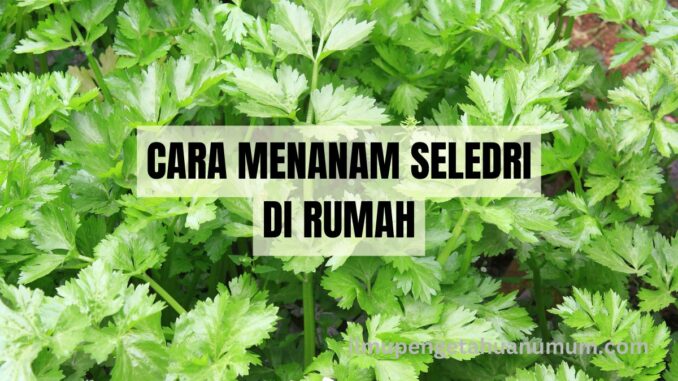 Cara Menanam Seledri di Rumah: Panduan Lengkap untuk Pemula - Ilmu ...