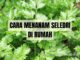 cara menanam seledri Di rumah